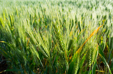 Green wheat stalks with morning dew