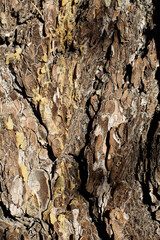 Brown grey aging scaly furrowed ridge bark of Singleleaf Pinyon, Pinus Monophylla, Pinaceae, native perennial evergreen tree in Joshua Tree National Park, Southern Mojave Desert, Winter.