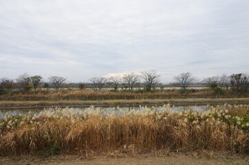 百間川の中州（岡山県岡山市中区・2020年12月）