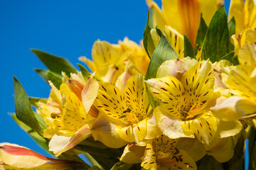Peruvian lily "alstroemeria" yellow with green leaves and blue sky. yellow flowers