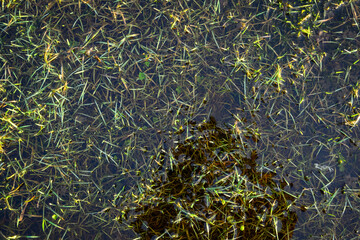 Winter flooding, grass lawn under water after many days of rain
