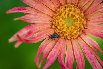 Macro image of a small black bee siting on a flower and pollinating