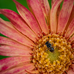 Macro image of a small black bee siting on a flower and pollinating