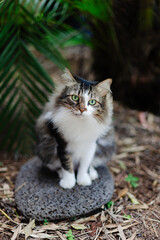 Fluffy cat with green eyes sitting on black garden stone looking into camera