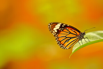 Fototapeta na wymiar Close up Macro image of a beautiful monarch butterfly siting on a leaf with blurred background
