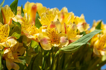 Peruvian lily "alstroemeria" yellow with green leaves and blue sky. yellow flowers