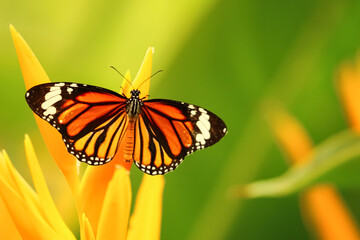 Selective focus Close up Macro image of a monarch butterfly siting on a yellow flower with its wings opened