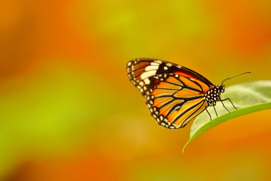 Close up Macro image of a beautiful monarch butterfly siting on a leaf with blurred background