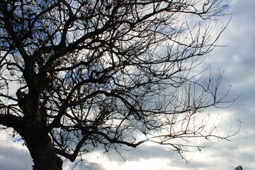 Winter tree without leaves with blue sky and clouds in the background