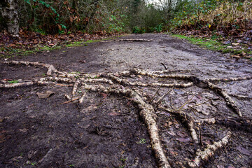 Well-worn muddy path with hazardous exposed tree roots, after the rain
