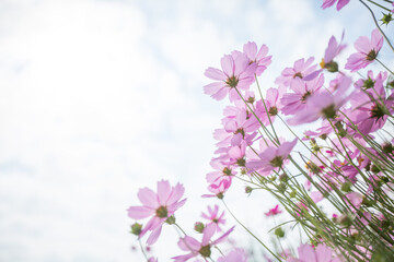 Beautiful pink and white Cosmos Flower Field With sunlight on blue sky background