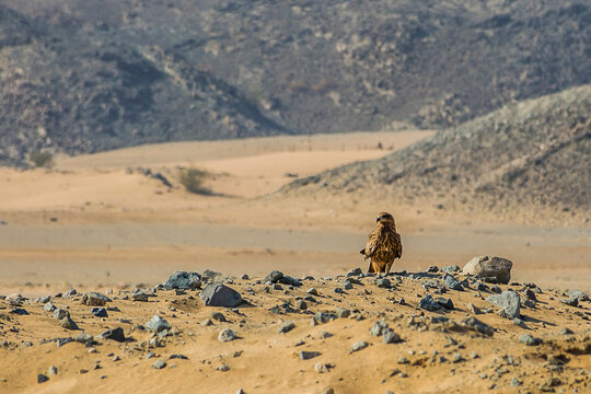 Eastern Imperial Eagle