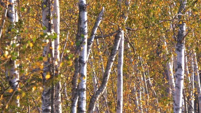 Long line of Birch trees with yellow autumn leaves, Medium, Pan Right