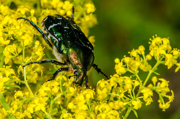 beetle on a flower