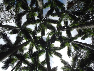 Plumeros