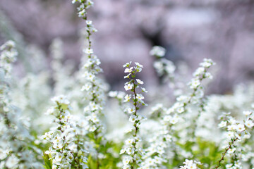 ズームした雪柳と背景の桜