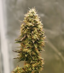 Sweet N' Sour Haze