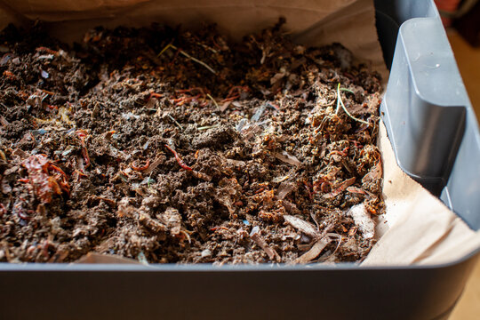 A close up view of worms put into a new feeding tray with fresh bedding material in an indoor vermicomposter. Worm composter are a perfect solution in an apartment to process food waste