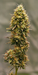 Sweet n' Sour Haze