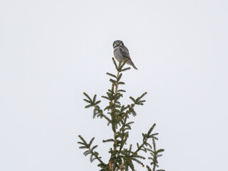 Northern Hawk Owl  Sitting on Top of Spruce Tree in Winter