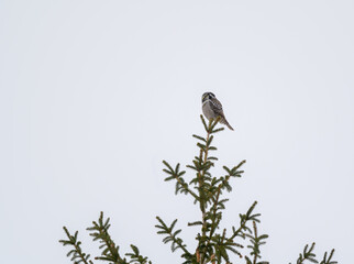 Northern Hawk Owl  Sitting on Top of Spruce Tree in Winter