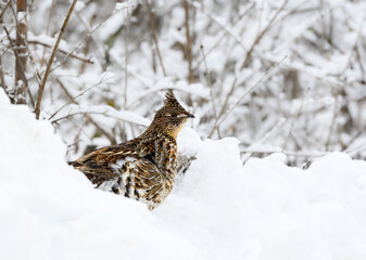 Ruffed Grouse Standing on Snowbank in Winter, Closeup Portrait