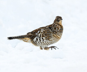 Ruffed Grouse Standing on Snow in Winter, Closeup Portrait