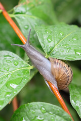 Snail close up on a branch