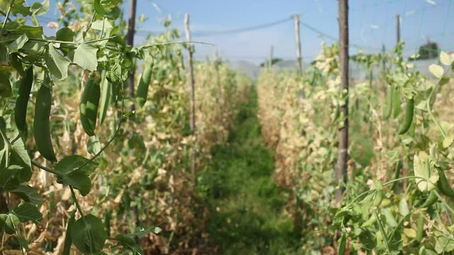 Pods of ripe peas on branches in the garden