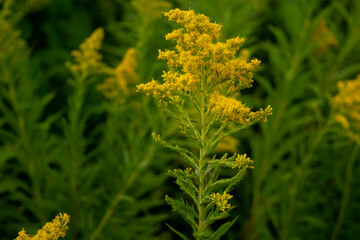 yellow flowers in spring