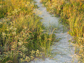 Pathway Through Beach Flora and Sea Grass at Dusk