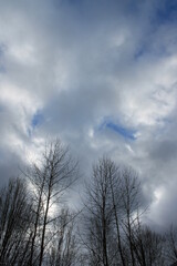 Fototapeta na wymiar Tall black trees against blue sky with clouds