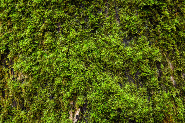 Vibrant green moss on rough bark tree trunk, as a nature background
