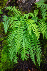Fresh bight green ferns growing on a tree trunk, as a nature background
