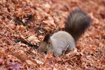 落ち葉の下の実を探すエゾリス
