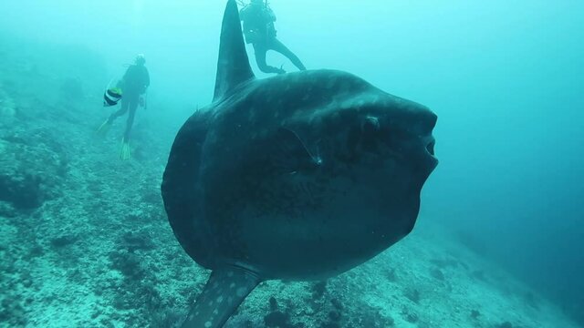 An unexpected meeting with the largest fish of the ocean, the moon fish. Indonesia island of Bali.