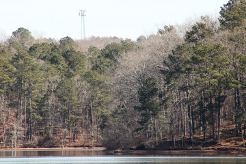 Obraz premium Besides the wood ducks and the mallard duck, there are several other species of dabbling ducks found in Georgia.