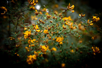amazing yellow flowers from the kinglake national park