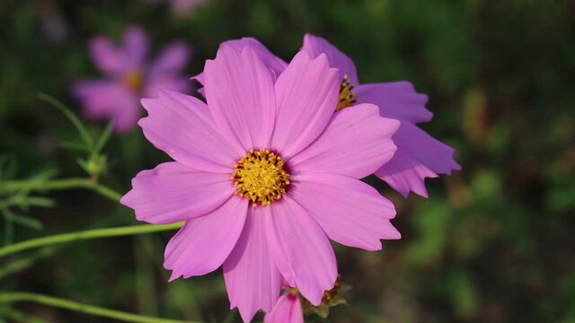 Macro pink cosmos blossom blooming in garden with breeze nature background
