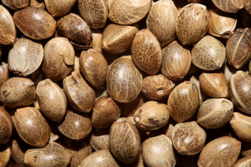 Cannabis seeds close up modern background high quality prints