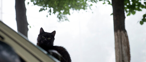Black cat on a car hood