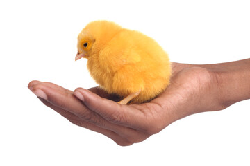 chicken in hand