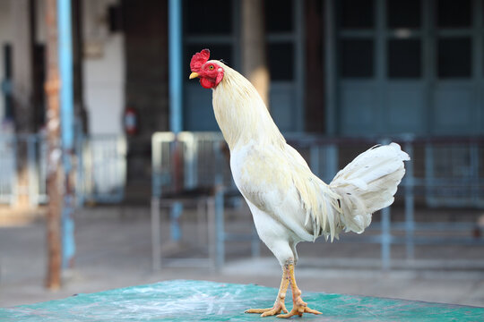 rooster in the farm