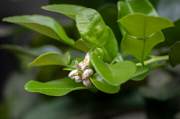 close up of a bergamot flowers