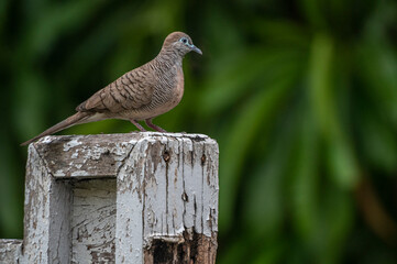 dove on a white wooden fence