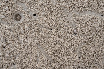 Ghost crab with daily life activities