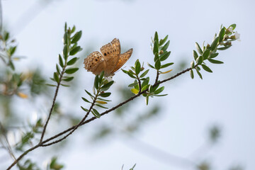 Brown butterfly feeding on a flowering tree.