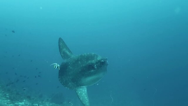 The giant moon fish quietly floating in the ocean