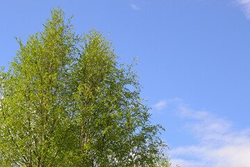 Spring greens - a branch of young leaves of a birch against the blue sky. Spring sky through branches of a birch.