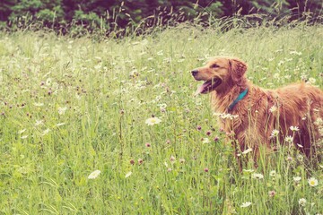 golden retriever in a field
